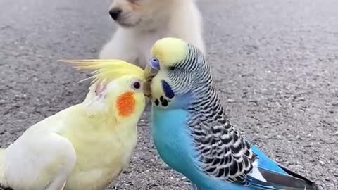 Video dog