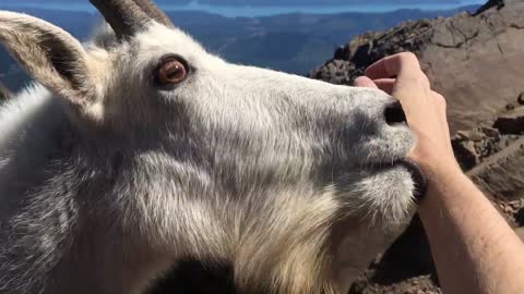 Mountain goat greets me up at the summit of Mt. Ellinor in Washington.