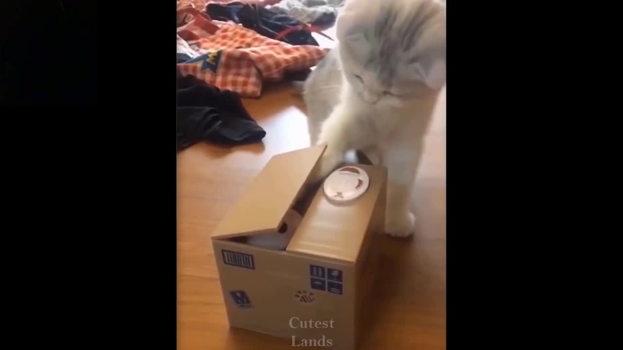 Funny Animals-cute little Cat wants to know what´s in the Box