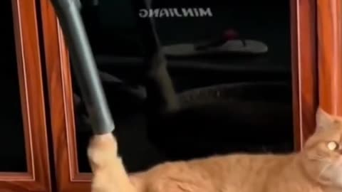 ps🐶_ #funny Cute Cats #shorts Video🤣_ #trending #animals #reels