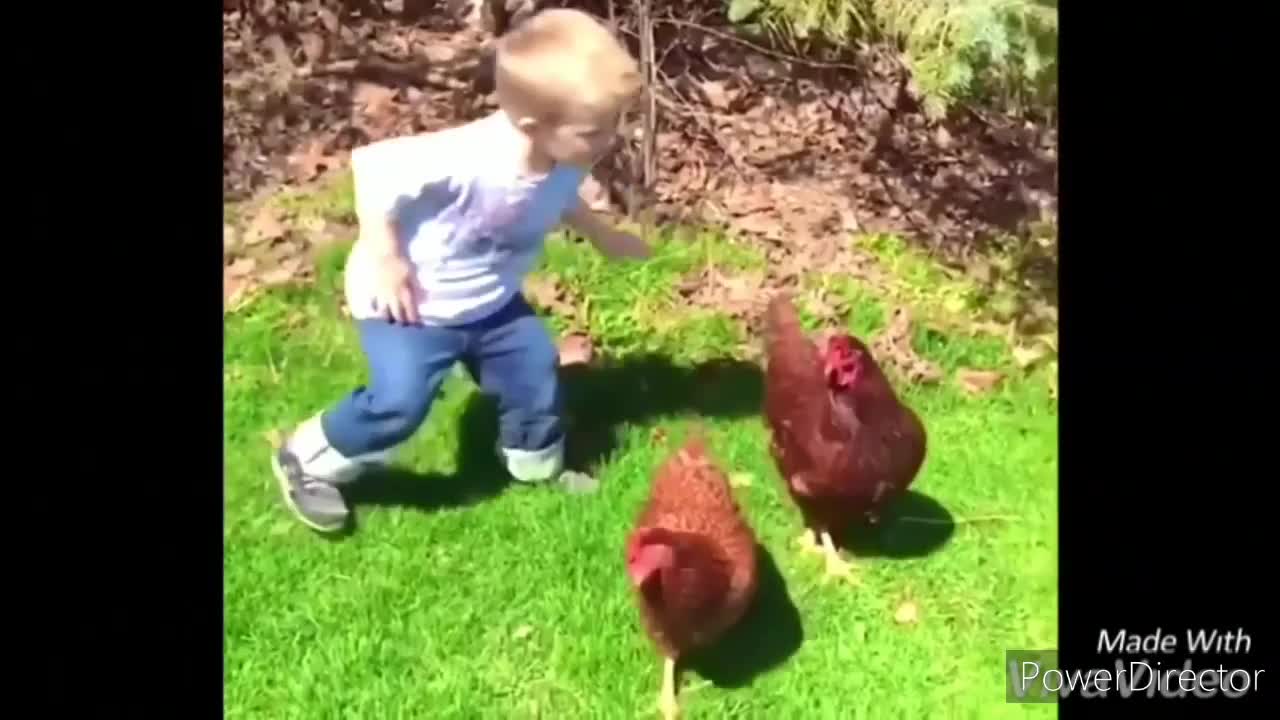 Angry Chicken Chasing People- Funny Compilation