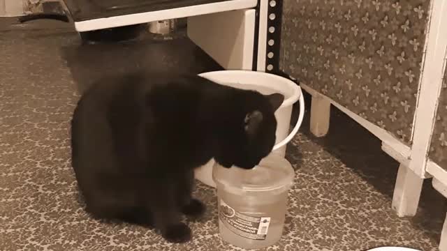 Самостоятельный ктейка