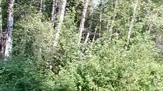 Camp Chick woods 11