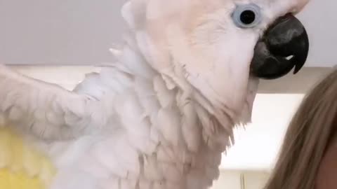 Marni the White Fluffy Cockatoo Rambles