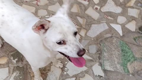 Meu Dog floquinho