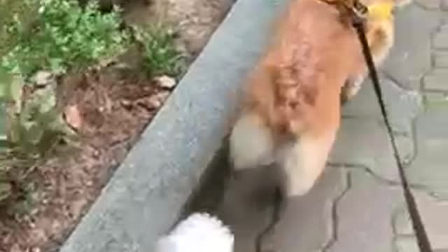 two walking puppies