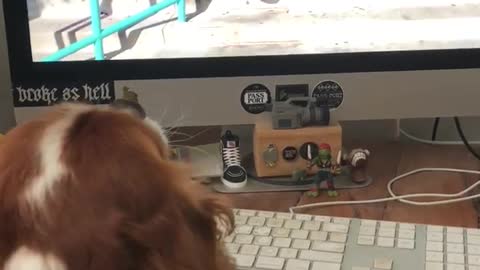 Dog gets excited by watching skater dog on a computer