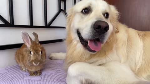 The kitten and duckling take a bath for the first time.The kitten meowed loudly