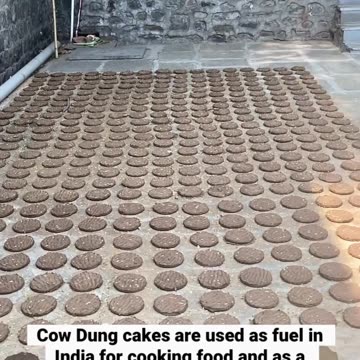 Processo di produzione delle torte di sterco di mucca che viene fatta essiccare e poi usata come pellet per cucinare il cibo oppure come concime per le piante in India,oltre a mangiarsi la merda e bersi l'urina delle sacre mucche DOCUMENTARIO