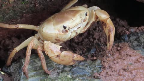 white crab walking and looking