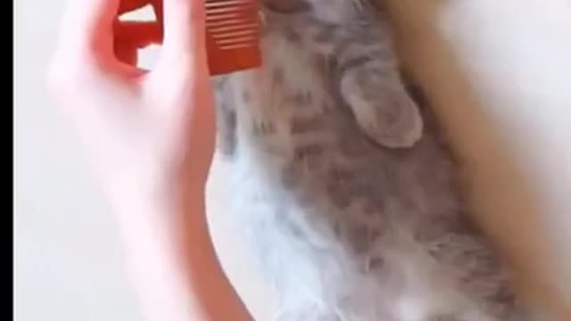 Funny and Cute kitten enjoying spa day