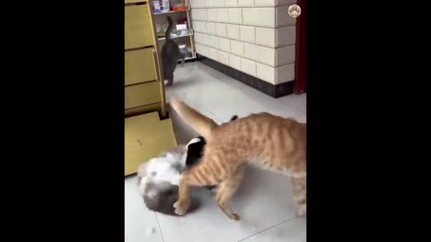 Rib cracking funny animal video