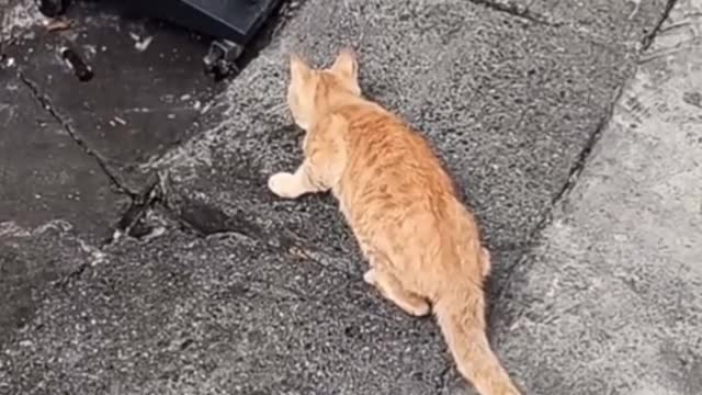 The cat caught the mouse with lightning speed