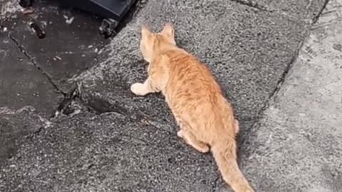 The cat caught the mouse with lightning speed