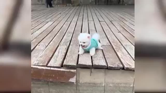 Cutest dogs and puppies in the world video 29