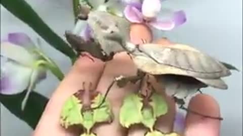 حشرات على شكل نبات