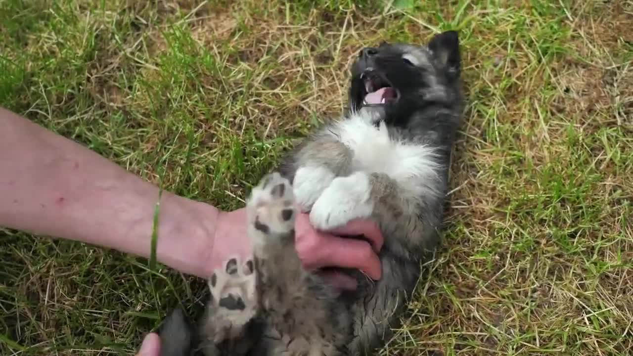 CACHORROS DE PASTOR ALEMAN ENTENDIENDOLOS