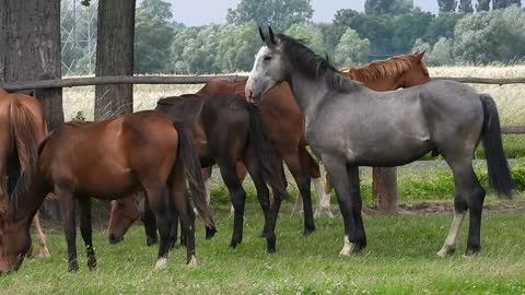 *Pasture* Stallion Mare