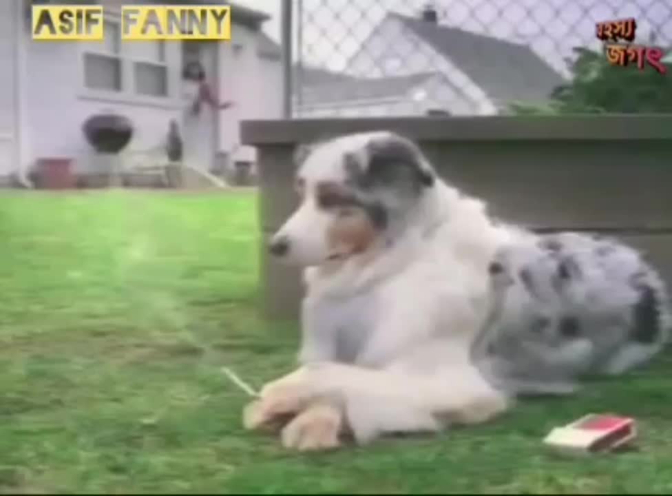 Funny animal