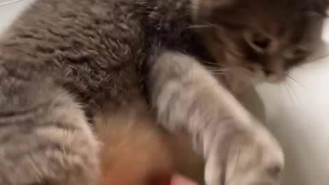 OMG 😱 cute cat 😱😘😘