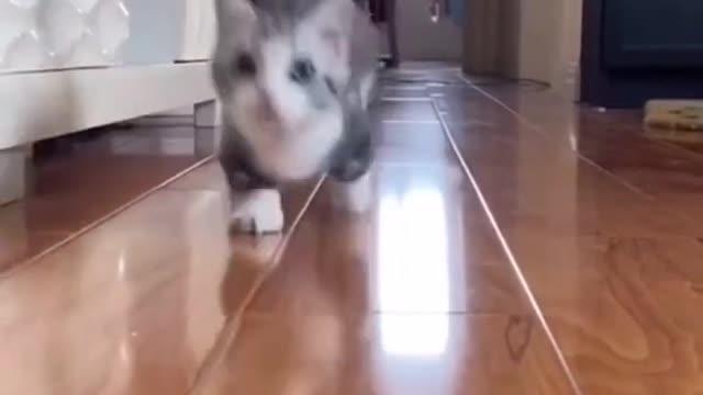 #The_Loveliest_Animals cute cat walking, cat running video