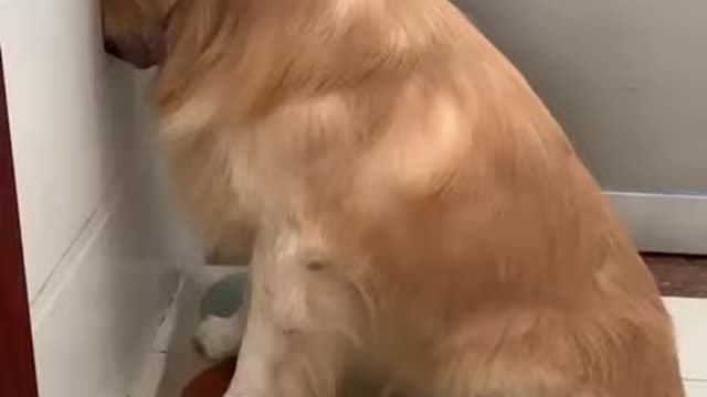 funny dogs punishment lovely owners pets