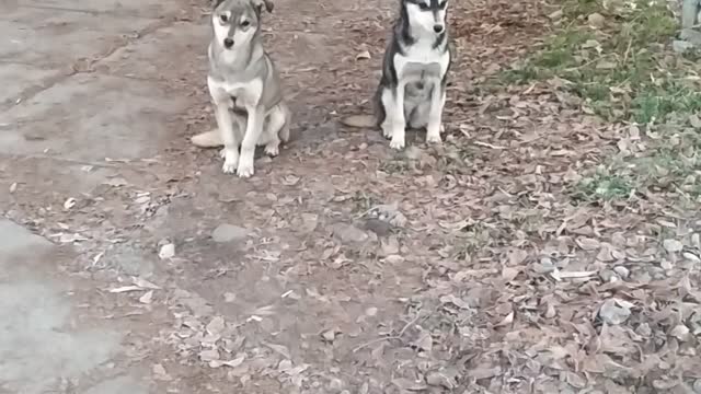 Разные пароды