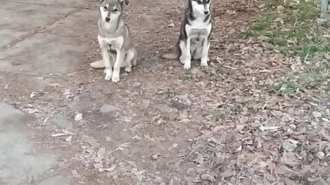 Разные пароды