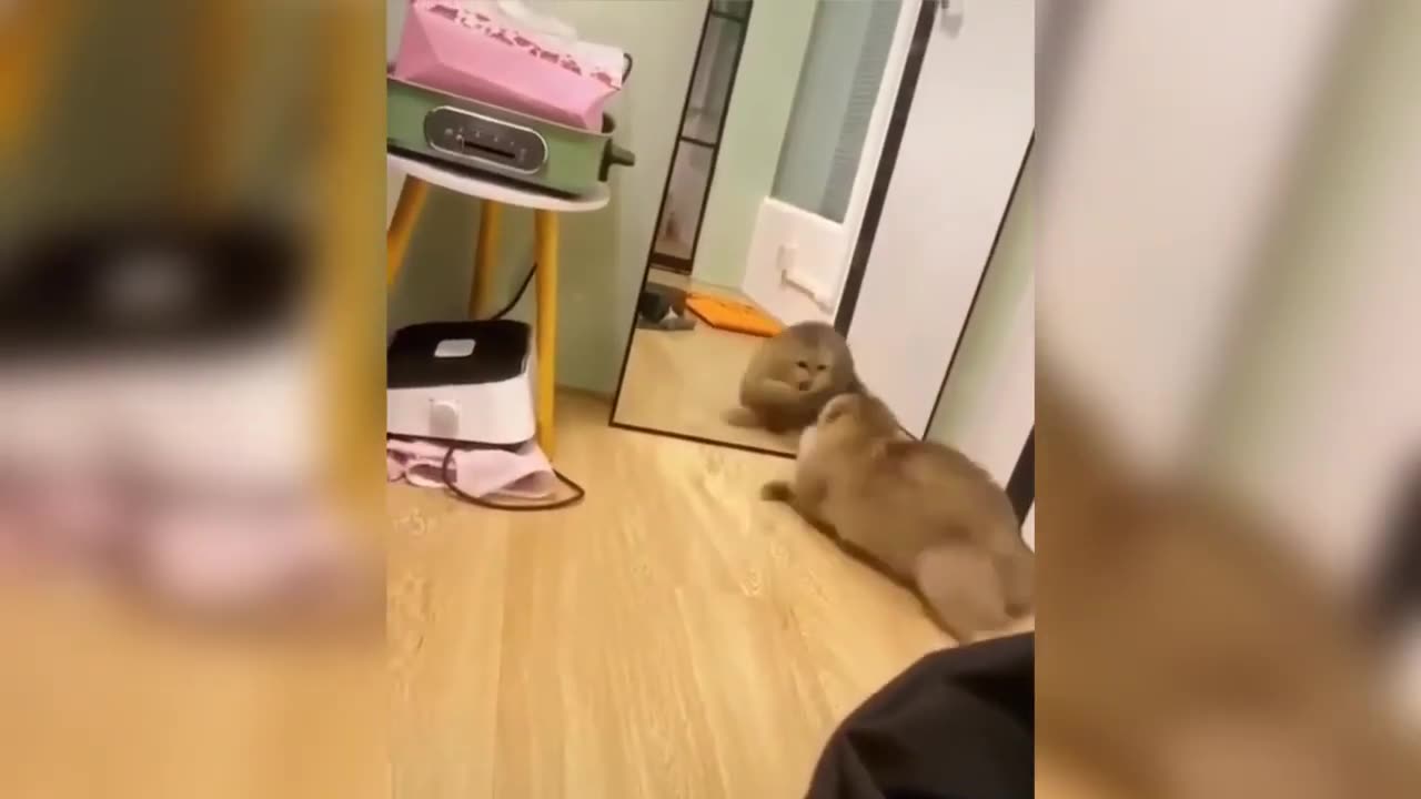 Friends of my cat Simba is very funny