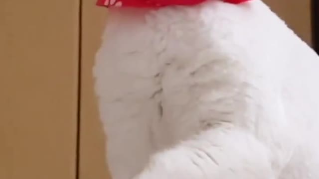 funny & cute cat #shorts