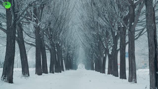 Beautiful tree alley and white snowfall in winter day. Winter landscape tree