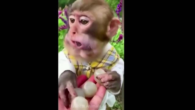 the best funny animal videos, funny animals videos for kids,