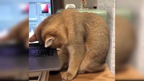 Cute And Funny Cat Videos- Baby Cats