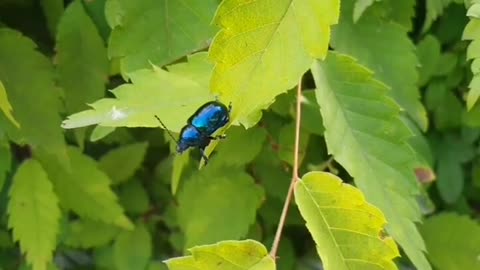 color beetle