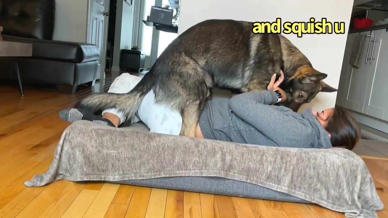 Funny Human Stealing Dogs Bed