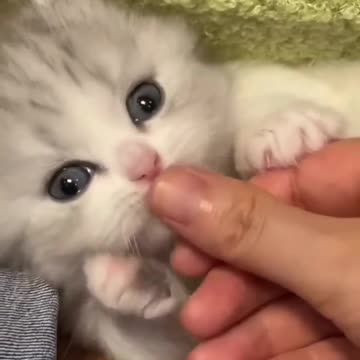 Cute funniest kitten