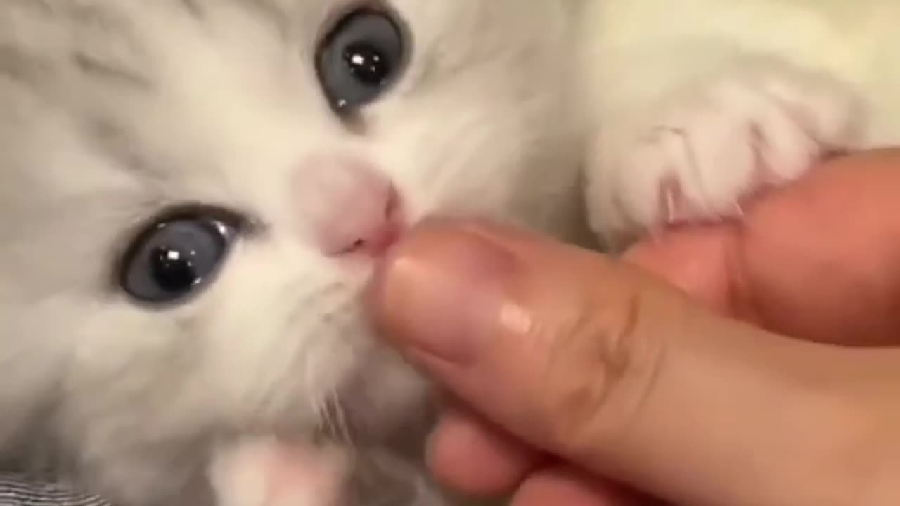 Cute funniest kitten