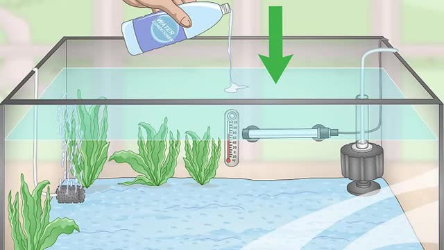 TAKING CARE OF YOUR GOLDFISH