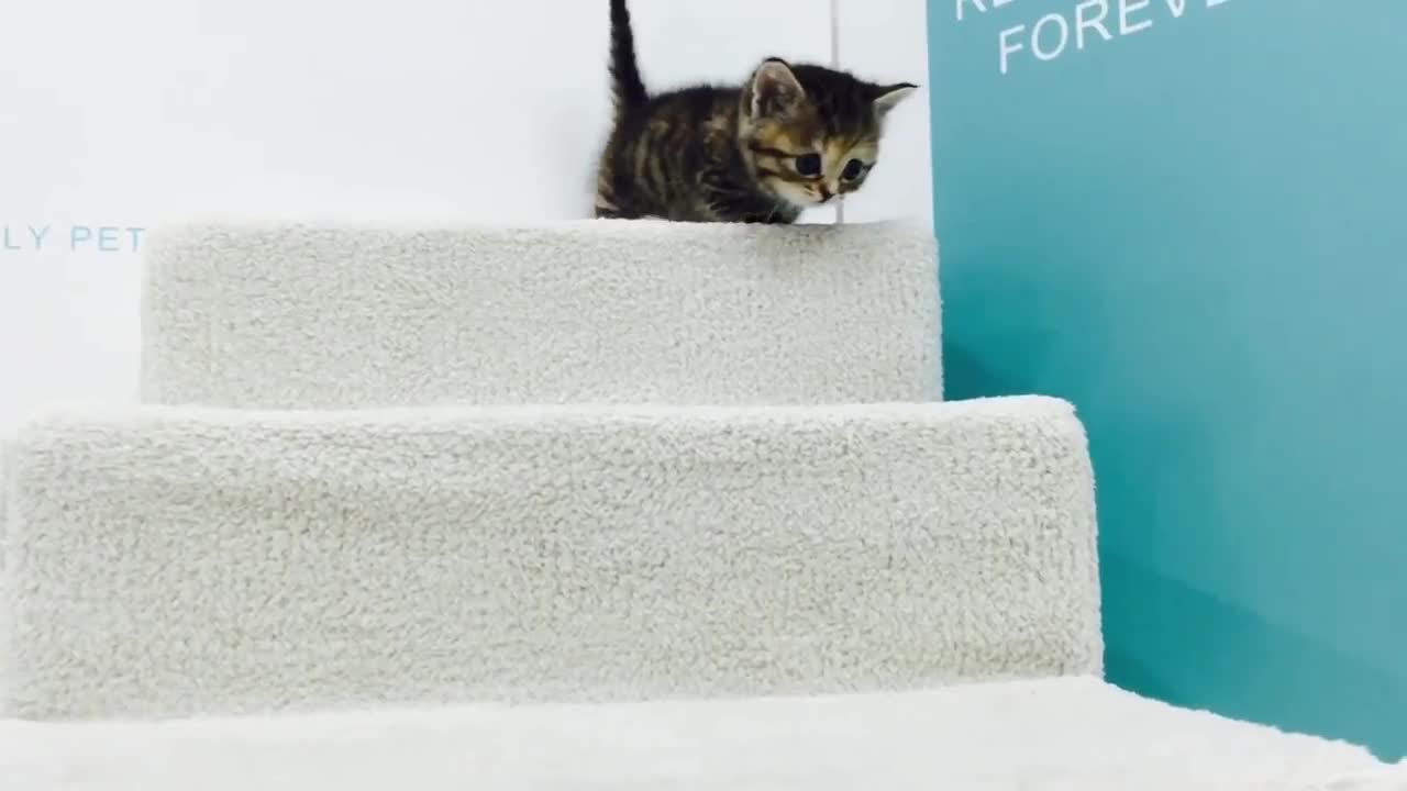 Short munchkin kitten video cute kitten