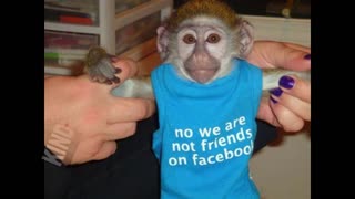 KING KONG GREEN GUENON MONKEY WANTS TO CHECK HIS FACEBOOK