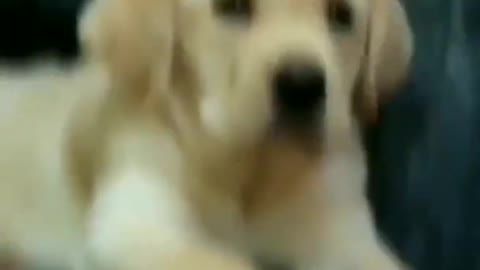 Dog funny video