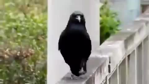 Crow walk style 😂