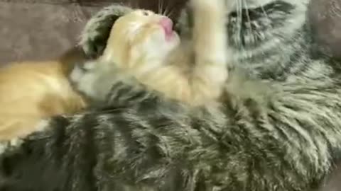 Funniest Cats 😹 - Don't try to hold back Laughter 😂 - Funny Cats Life