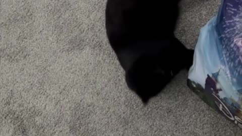 Adopting a Cat from a Shelter Vlog - Precious Piper Decides Not to Play with a Bag #shorts