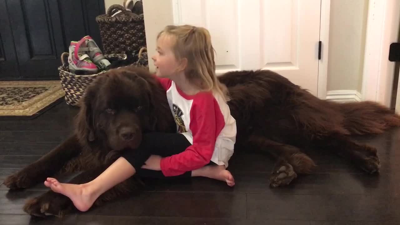 Huge Newfoundland dog sneezes on little girl