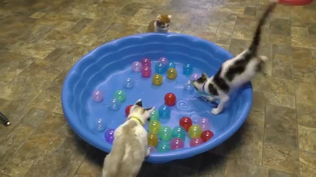 Cute kittens play with ball pin