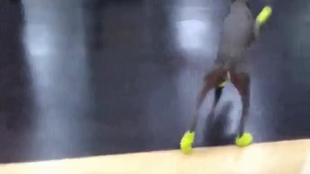 Dog with shoes