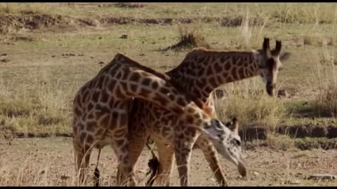 Giraffe Romantic Videos.