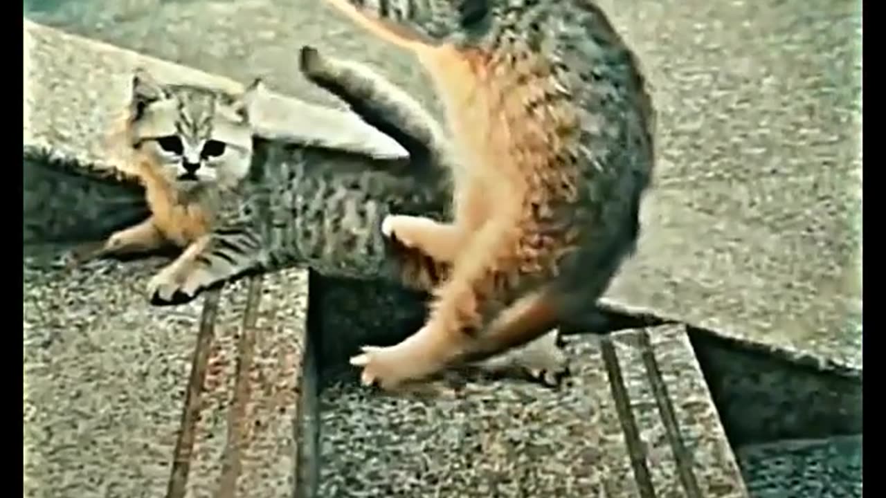 Cats fight