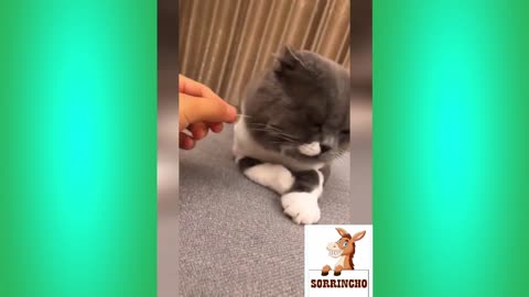 never subtime your cat.
